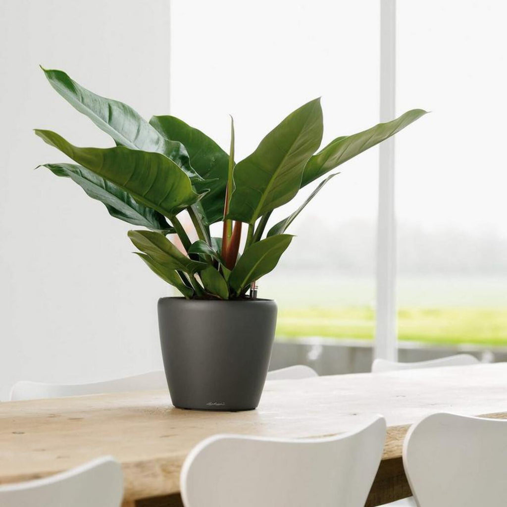 Lechuza Classico Premium Self-Watering Round Planter