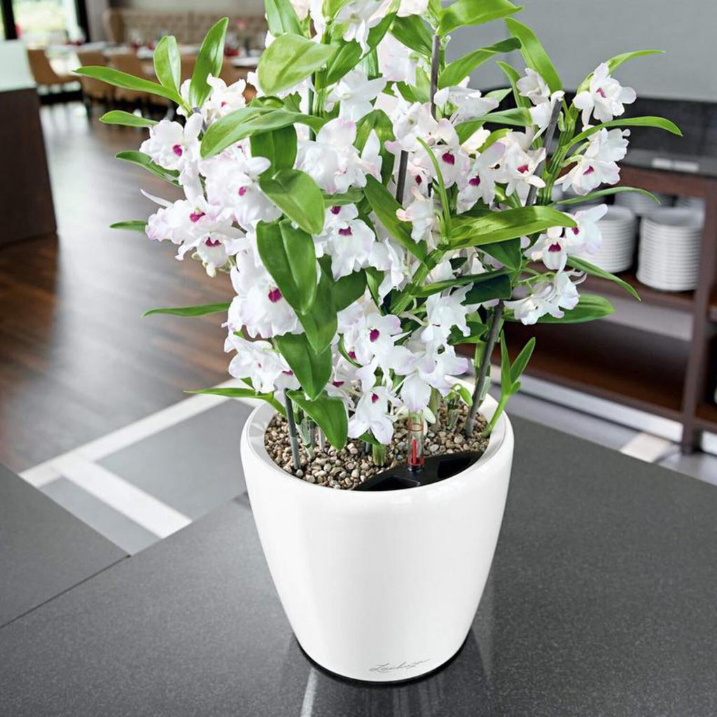 Lechuza Classico Premium Self-Watering Round Planter