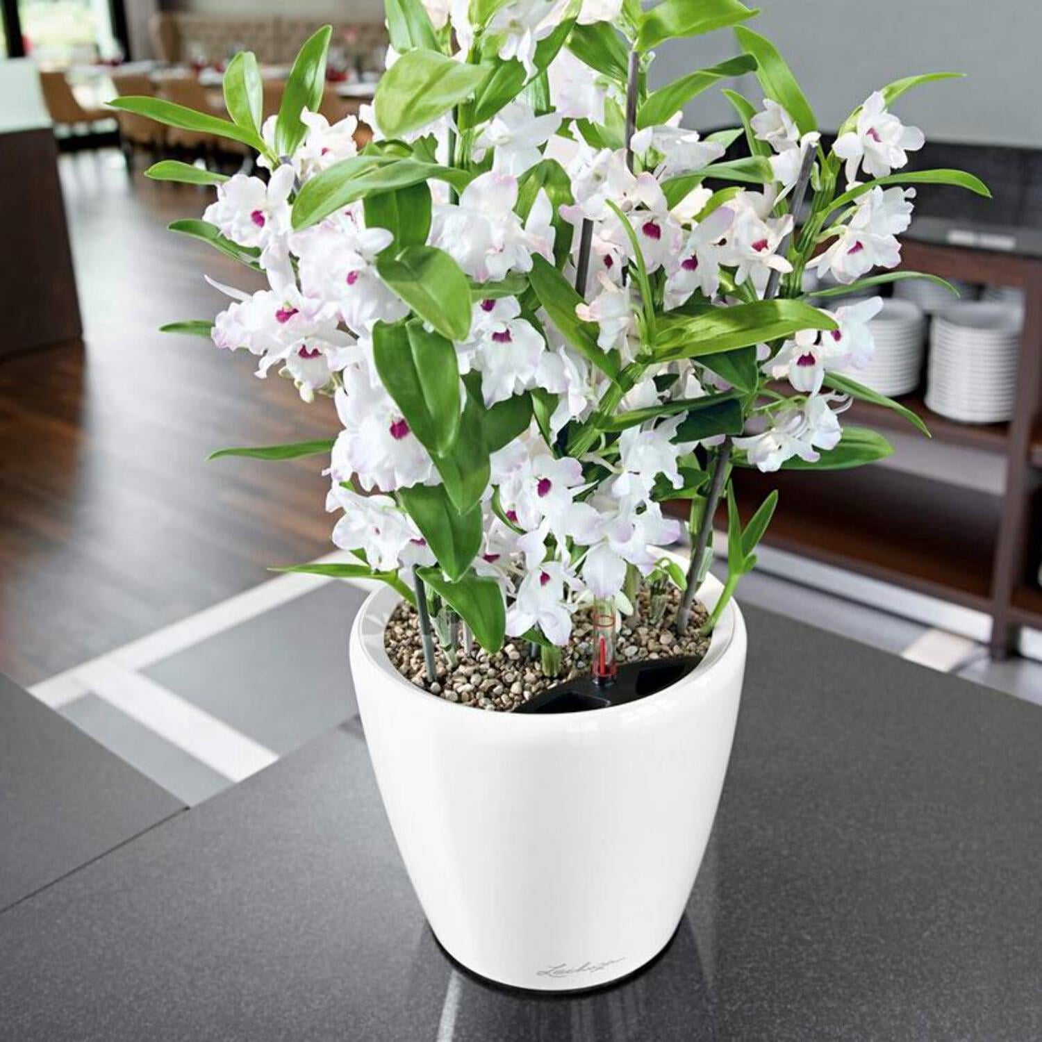 Lechuza Classico Premium Self-Watering Round Planter