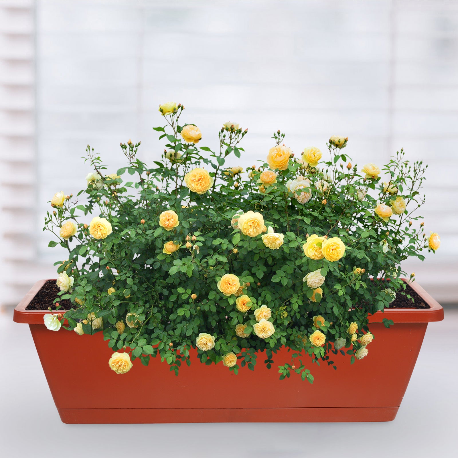 7 Pcs Flowerpot Garden Planter Plants Succulent Planters Red
