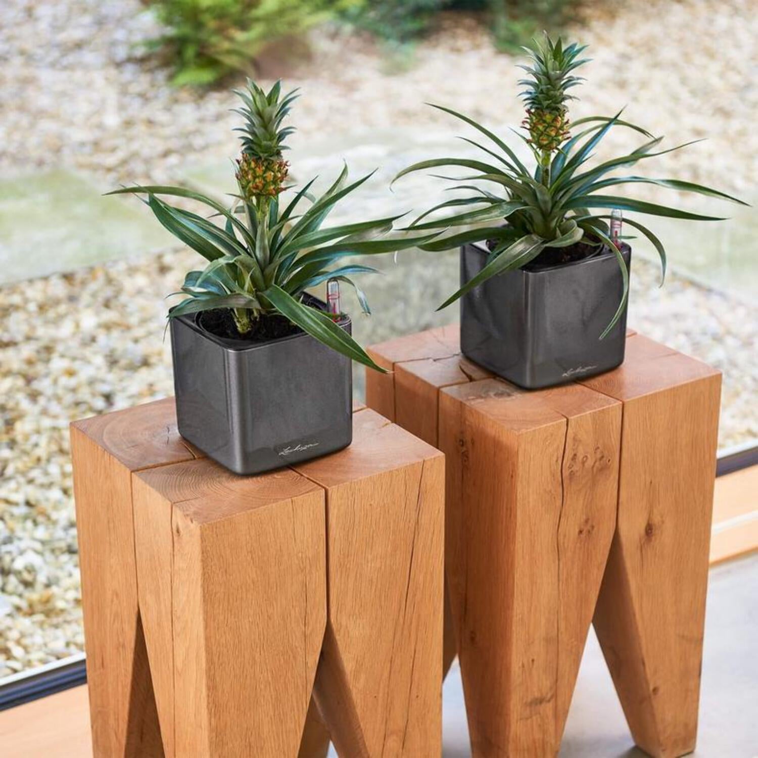 Lechuza Cube Glossy 16 Scarlet Red High Gloss Square Planter, 7"x7"